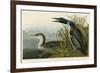 Great Northern Diver or Loon-John James Audubon-Framed Giclee Print