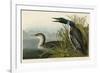 Great Northern Diver or Loon-John James Audubon-Framed Giclee Print