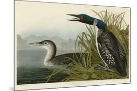 Great Northern Diver or Loon-John James Audubon-Mounted Giclee Print