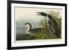 Great Northern Diver or Loon-John James Audubon-Framed Giclee Print