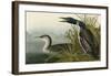 Great Northern Diver or Loon-John James Audubon-Framed Art Print