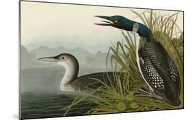 Great Northern Diver or Loon-John James Audubon-Mounted Art Print