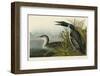 Great Northern Diver or Loon-John James Audubon-Framed Art Print