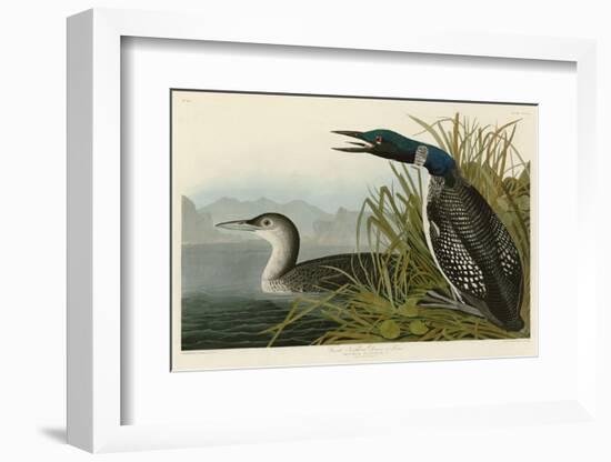 Great Northern Diver or Loon-John James Audubon-Framed Art Print