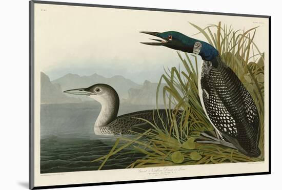 Great Northern Diver or Loon-John James Audubon-Mounted Art Print