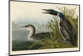 Great Northern Diver or Loon-John James Audubon-Mounted Art Print