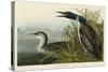 Great Northern Diver or Loon-John James Audubon-Stretched Canvas