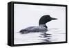 Great Northern Diver-null-Framed Stretched Canvas