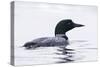 Great Northern Diver-null-Stretched Canvas