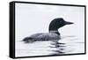 Great Northern Diver-null-Framed Stretched Canvas