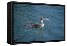 Great Northern Diver-null-Framed Stretched Canvas