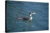 Great Northern Diver-null-Stretched Canvas