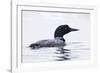 Great Northern Diver-null-Framed Photographic Print