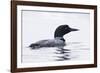 Great Northern Diver-null-Framed Photographic Print