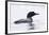 Great Northern Diver-null-Framed Photographic Print