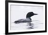 Great Northern Diver-null-Framed Photographic Print