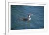 Great Northern Diver-null-Framed Photographic Print