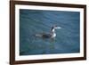 Great Northern Diver-null-Framed Photographic Print