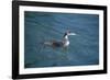 Great Northern Diver-null-Framed Photographic Print