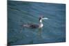 Great Northern Diver-null-Mounted Photographic Print