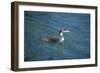 Great Northern Diver-null-Framed Photographic Print