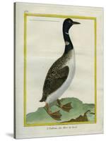 Great Northern Diver-Georges-Louis Buffon-Stretched Canvas