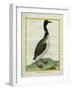 Great Northern Diver-Georges-Louis Buffon-Framed Giclee Print