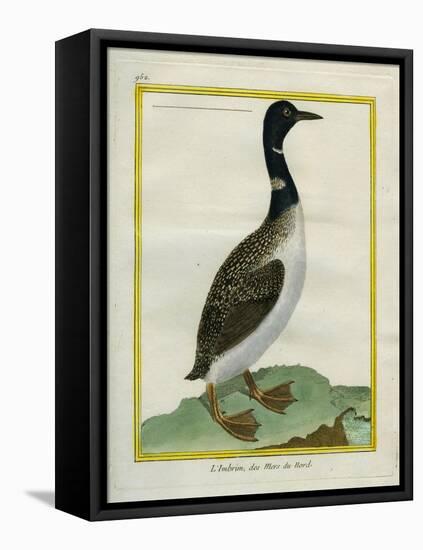 Great Northern Diver-Georges-Louis Buffon-Framed Stretched Canvas