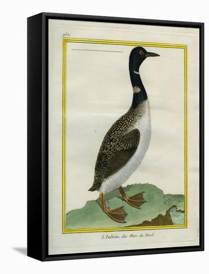 Great Northern Diver-Georges-Louis Buffon-Framed Stretched Canvas