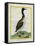 Great Northern Diver-Georges-Louis Buffon-Framed Stretched Canvas