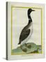 Great Northern Diver-Georges-Louis Buffon-Stretched Canvas