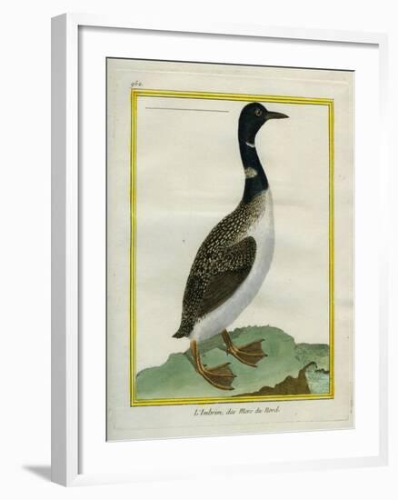 Great Northern Diver-Georges-Louis Buffon-Framed Giclee Print