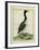 Great Northern Diver-Georges-Louis Buffon-Framed Giclee Print