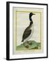 Great Northern Diver-Georges-Louis Buffon-Framed Giclee Print