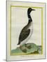 Great Northern Diver-Georges-Louis Buffon-Mounted Giclee Print