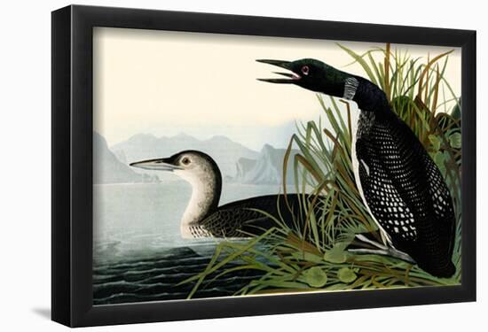 Great Northern Dover or Loon-null-Framed Poster
