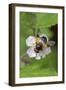 Great pied hoverfly feeding from bramble flower, Wiltshire, England, UK, July-David Kjaer-Framed Photographic Print