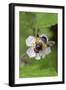 Great pied hoverfly feeding from bramble flower, Wiltshire, England, UK, July-David Kjaer-Framed Photographic Print