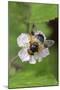 Great pied hoverfly feeding from bramble flower, Wiltshire, England, UK, July-David Kjaer-Mounted Photographic Print