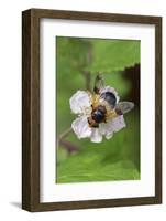 Great pied hoverfly feeding from bramble flower, Wiltshire, England, UK, July-David Kjaer-Framed Photographic Print