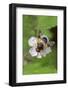 Great pied hoverfly feeding from bramble flower, Wiltshire, England, UK, July-David Kjaer-Framed Photographic Print