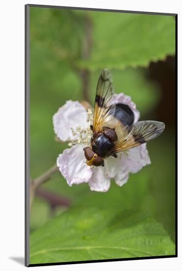 Great pied hoverfly feeding from bramble flower, Wiltshire, England, UK, July-David Kjaer-Mounted Photographic Print