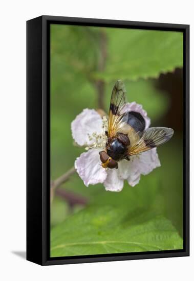 Great pied hoverfly feeding from bramble flower, Wiltshire, England, UK, July-David Kjaer-Framed Stretched Canvas