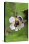 Great pied hoverfly feeding from bramble flower, Wiltshire, England, UK, July-David Kjaer-Stretched Canvas