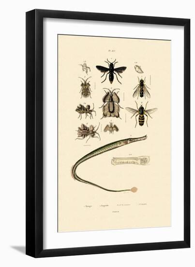 Great Pipefish, 1833-39-null-Framed Giclee Print