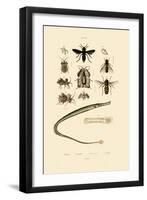 Great Pipefish, 1833-39-null-Framed Giclee Print