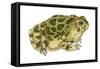 Great Plains Toad (Bufo Cognatus), Amphibians-Encyclopaedia Britannica-Framed Stretched Canvas