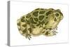 Great Plains Toad (Bufo Cognatus), Amphibians-Encyclopaedia Britannica-Stretched Canvas