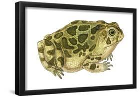 Great Plains Toad (Bufo Cognatus), Amphibians-Encyclopaedia Britannica-Framed Poster