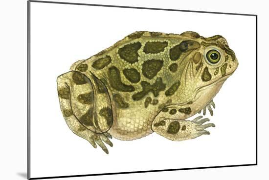 Great Plains Toad (Bufo Cognatus), Amphibians-Encyclopaedia Britannica-Mounted Poster